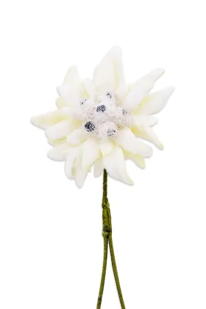 Edelweiss Boutonnière Flower